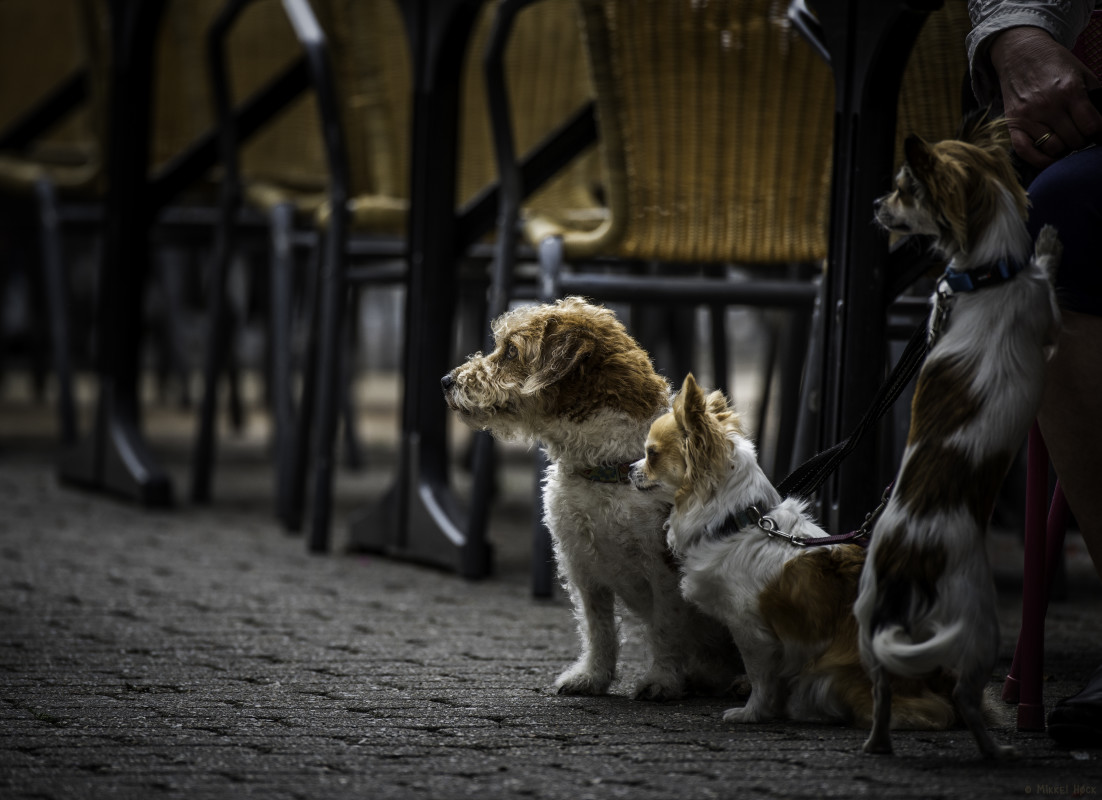 There She Goes – Mikkel