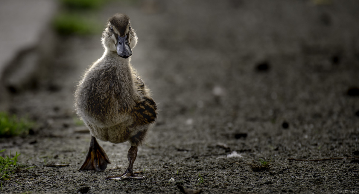 Small Steps – Mikkel