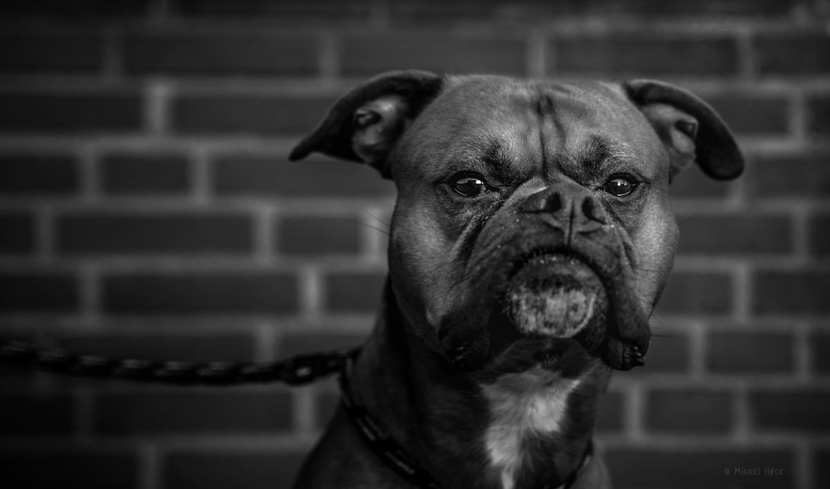 Boxer Mastiff – Mikkel