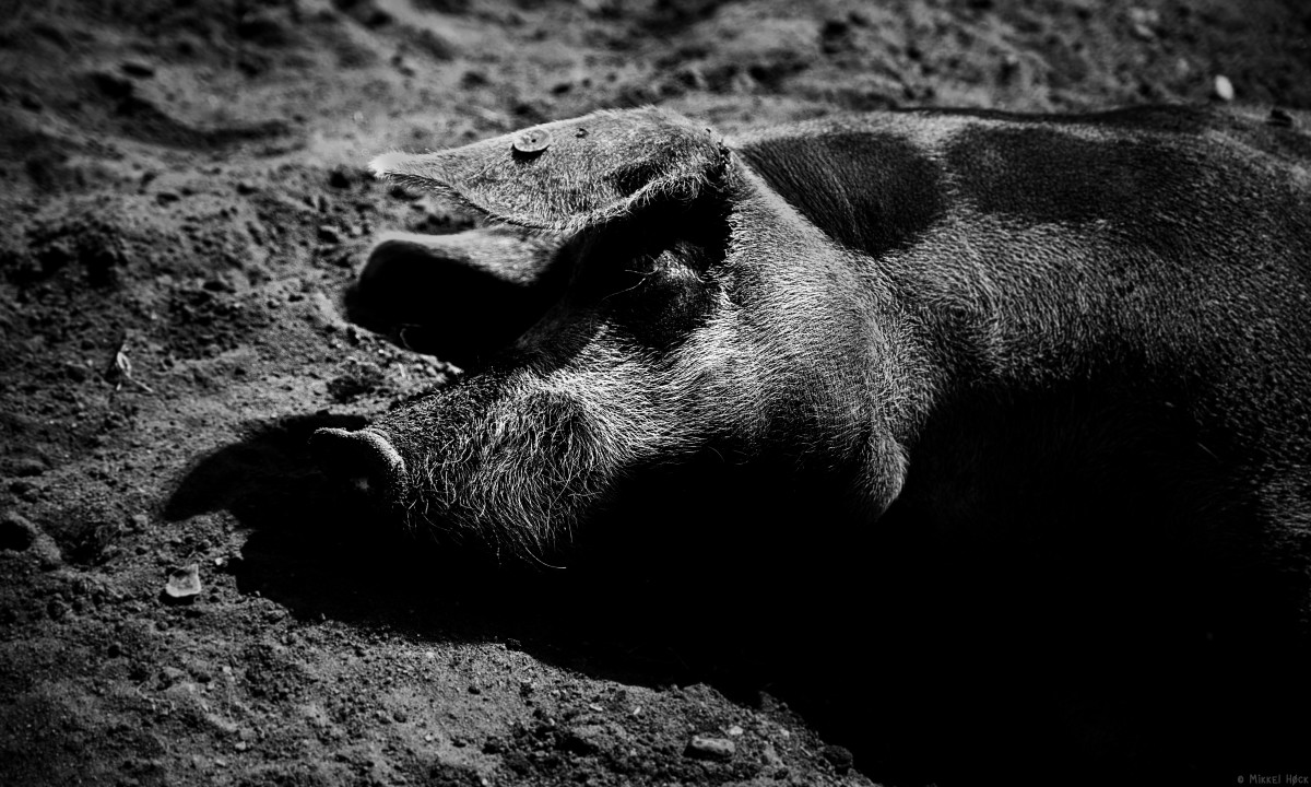 Zzzleeping – Mikkel