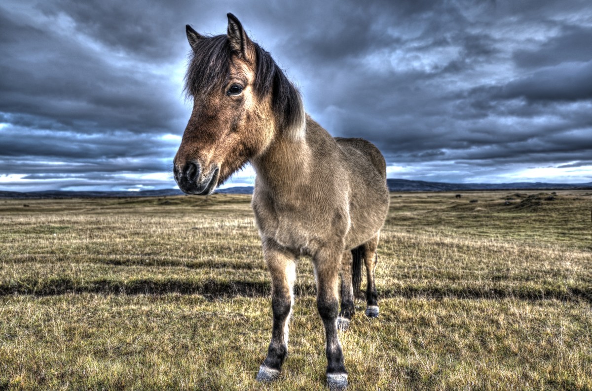 ISLAND HEST PÅ DE ISLANDSKE STEPPER – Leif Thøisen