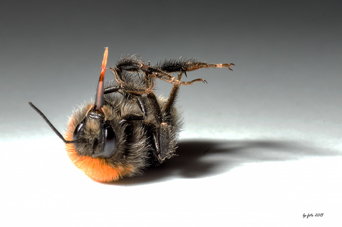 Kan det flyve ?....... – Lennart Petersen