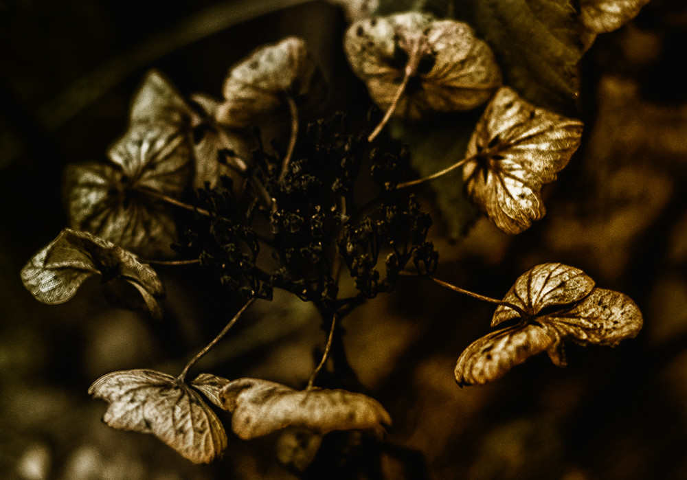 Dead Leafs_ – Stefano Livi