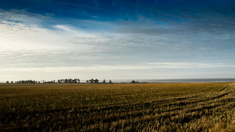 Field of gold_ – Stefano Livi