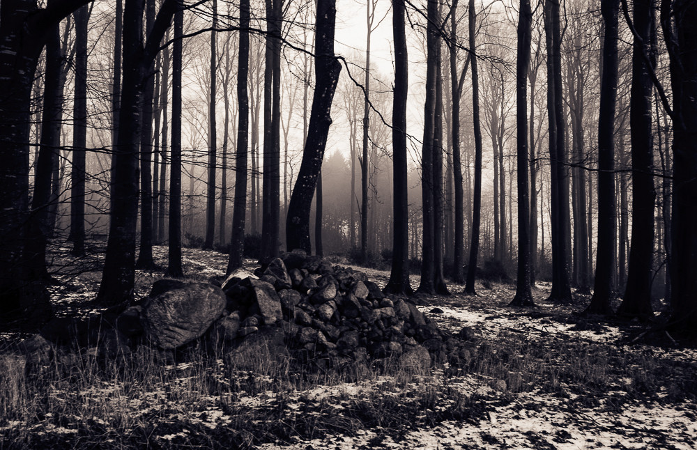 Hazy wood – Stefano Livi
