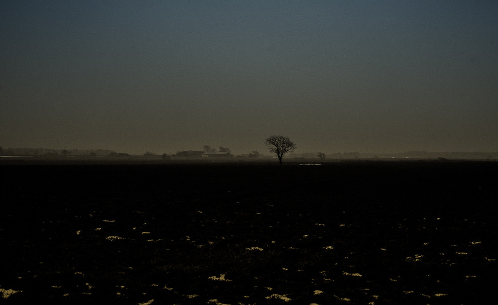 Little tree_ – Stefano Livi