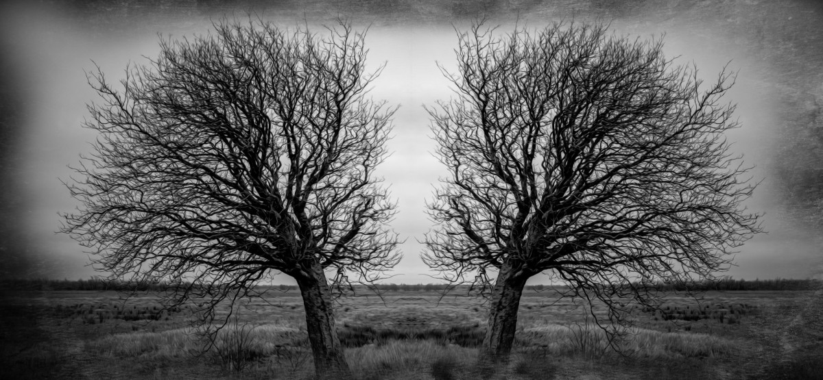 TwinTree – Mikkel