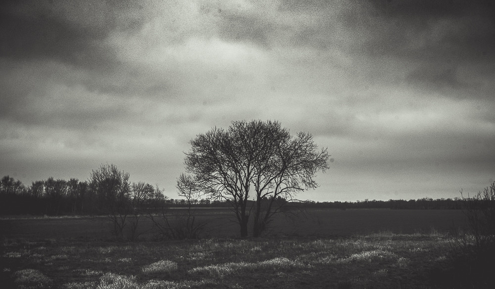 Tree 3 – Stefano Livi
