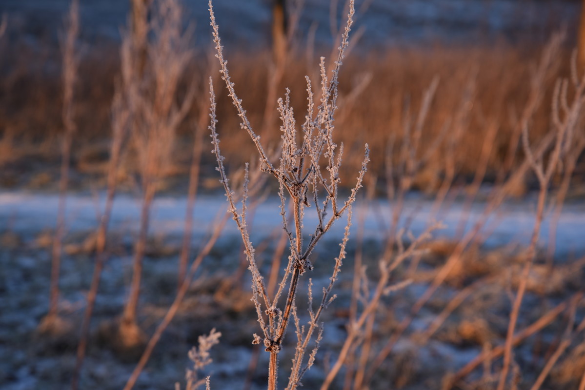 DSC_0133 – Hans Ejvind Nissen