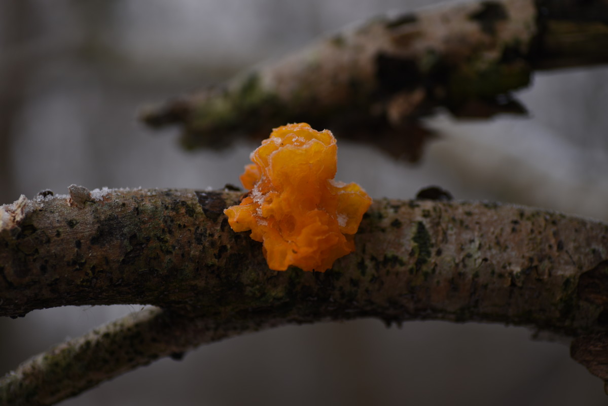 DSC_0238 – Hans Ejvind Nissen