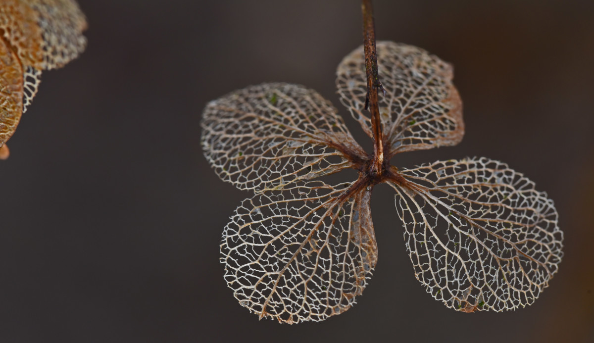 Resterne af en flot blomst – Jessie Brodersen