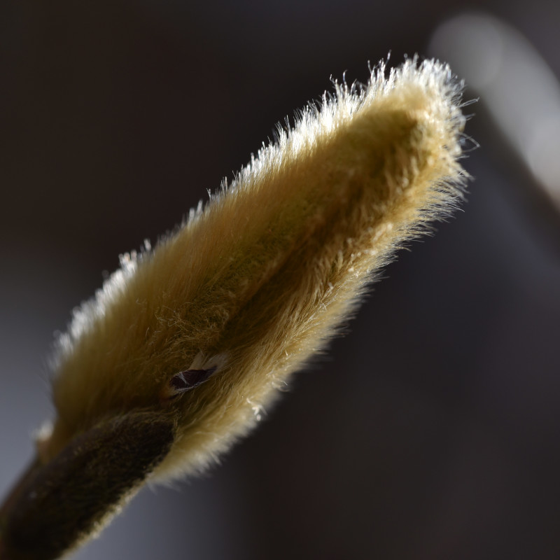 Flot natur – Jessie Brodersen