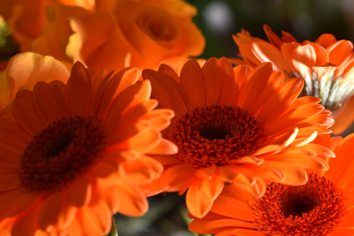 Dejlige blomster – Jessie Brodersen