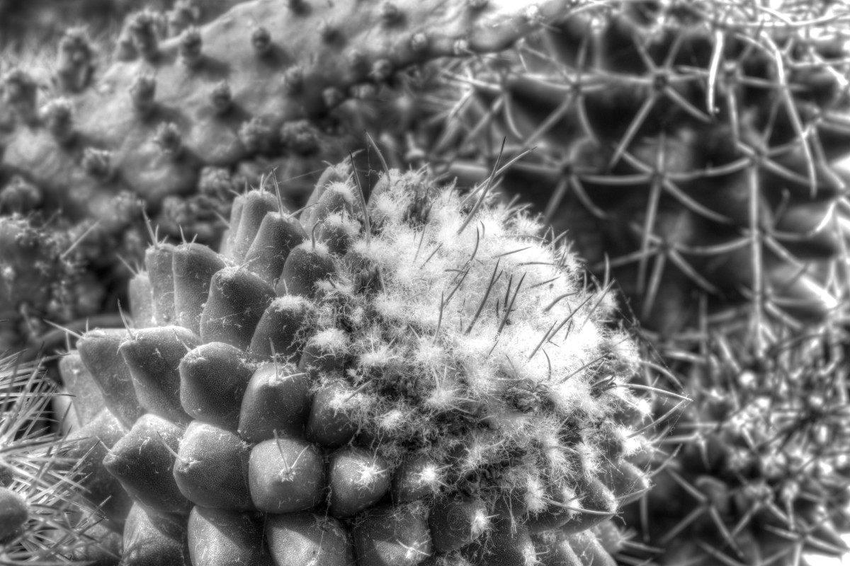 _DSC5866_7_8_tonemapped-2 – Peter R. Larsen 
