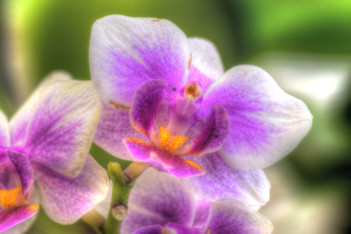 _DSC5886_7_8_tonemapped-2 – Peter R. Larsen 