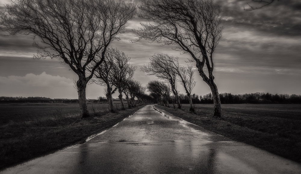 Road and trees 1 – Stefano Livi