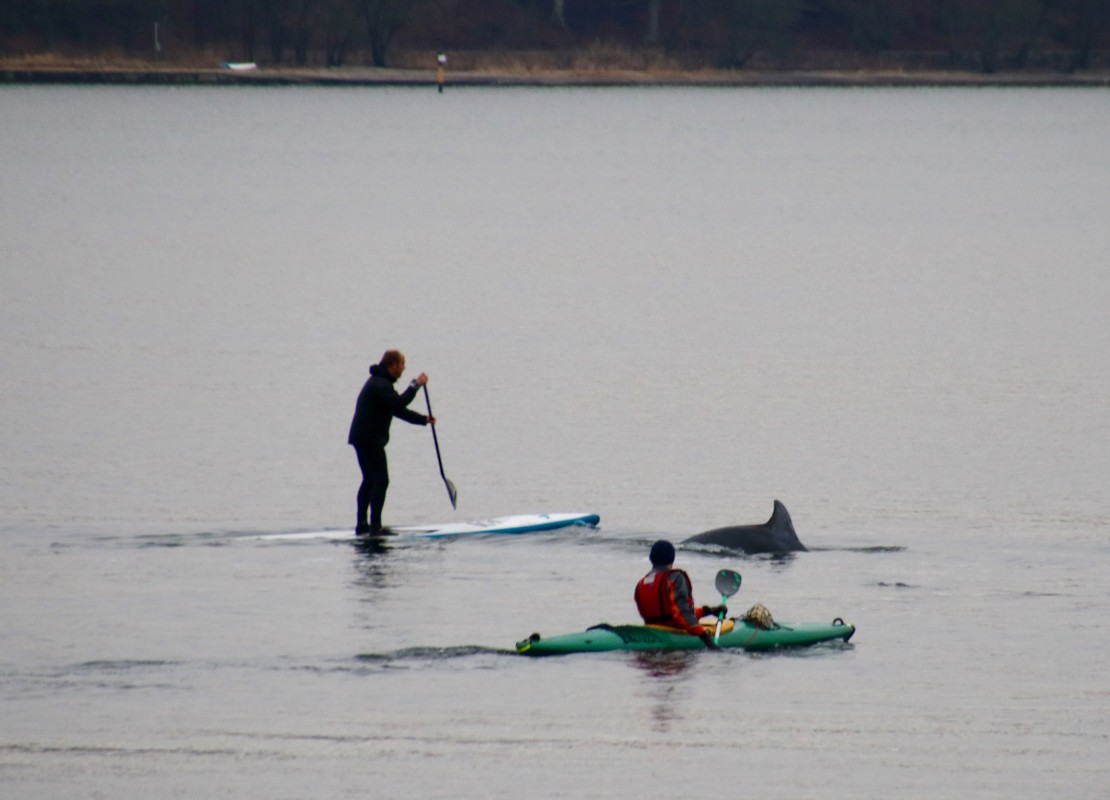 Delfin i  Flensborg Fjord – Lena Starman