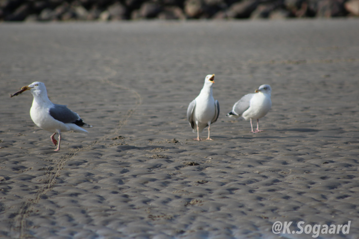 Dude, you took my food!! – Kamilla Søgaard