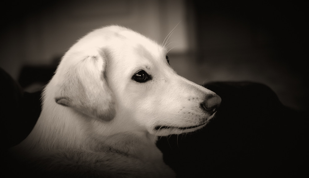 Carina Jørgensen Hund 2 – Stefano Livi