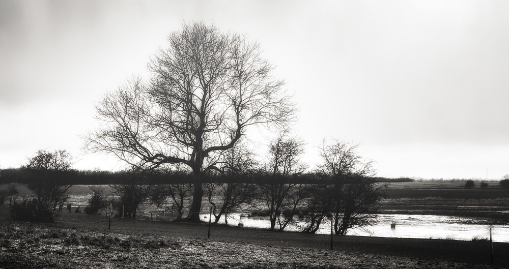 Tree in the Mist 1 – Stefano Livi