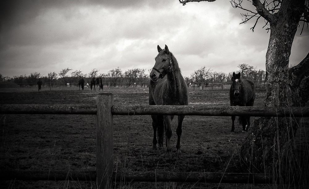 Horses in hailstorm_ – Stefano Livi