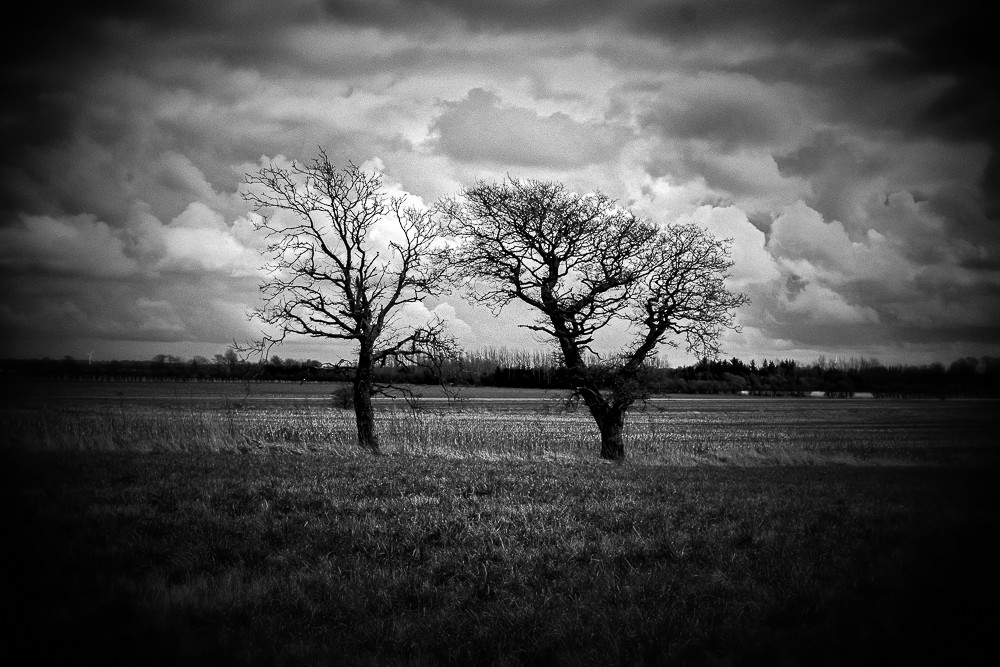 Two Trees in a lonely place_ – Stefano Livi
