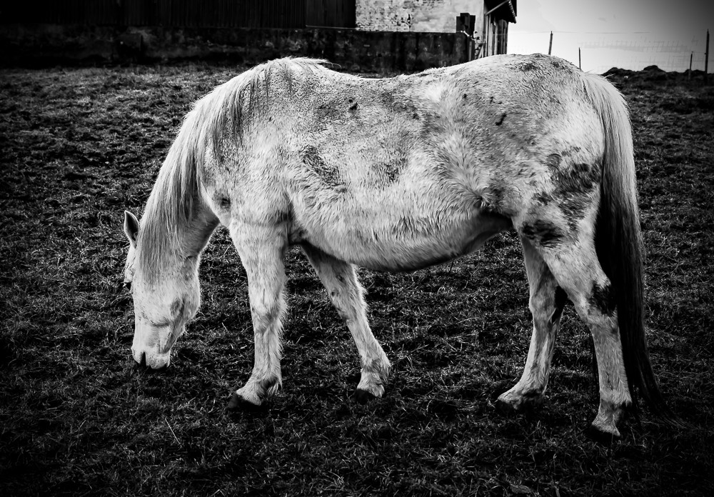 Horse 2 – Stefano Livi