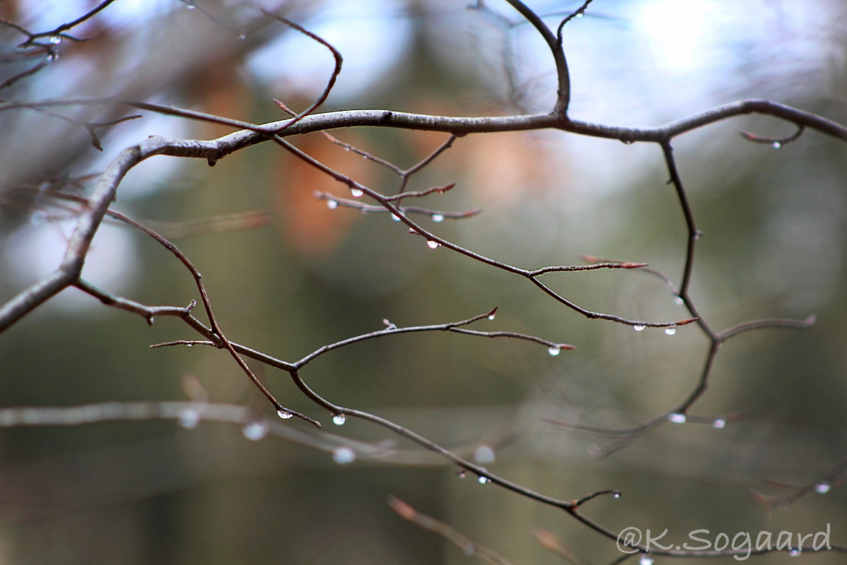 Typical spring – Kamilla Søgaard