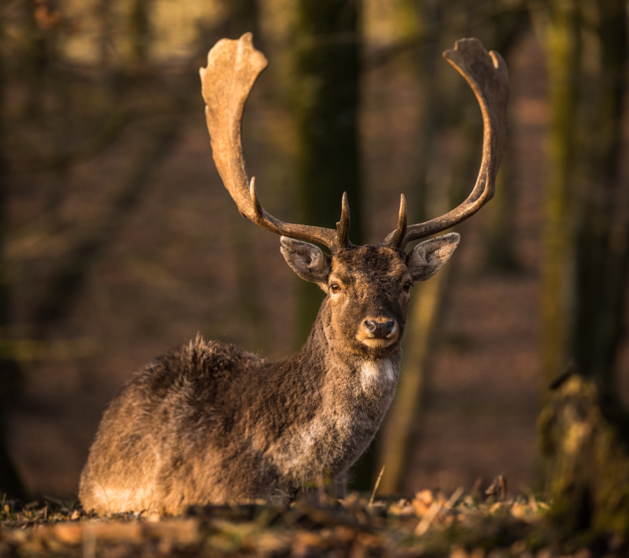 Haderslev Dyrepark – Mikkel