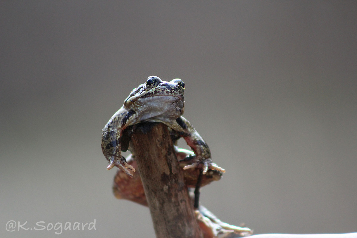 Frog – Kamilla Søgaard