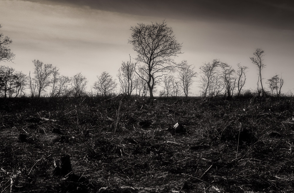 Fallen_ – Stefano Livi