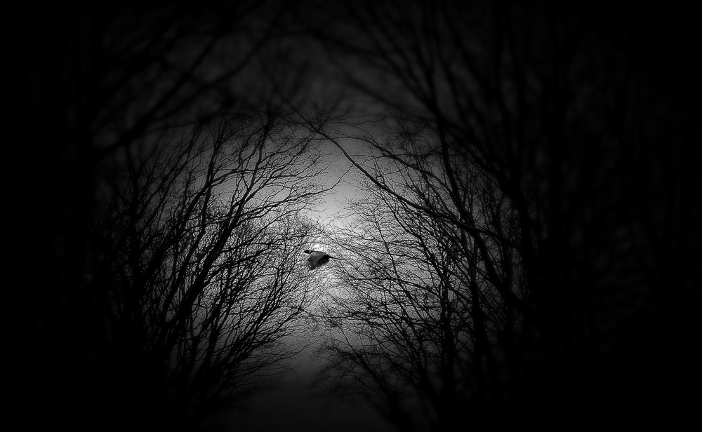 Freedom_ – Stefano Livi