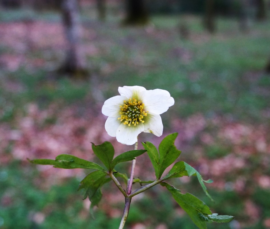 Anemonen – Eva Olsen