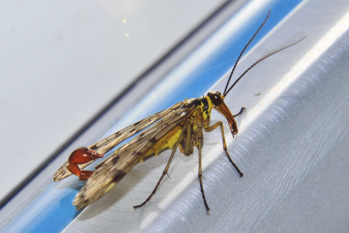 Scorpionflue – Poul-Erik Friedrichsen