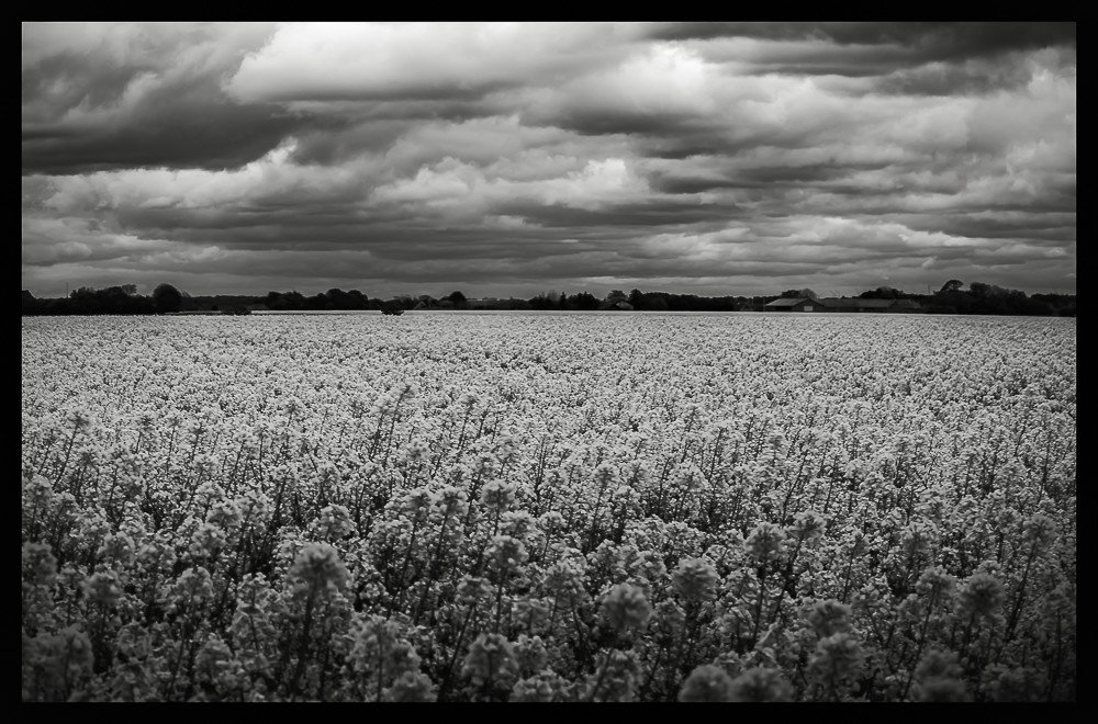 Fields of freedom – Stefano Livi