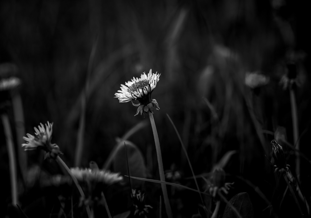 The one flower -1 – Stefano Livi