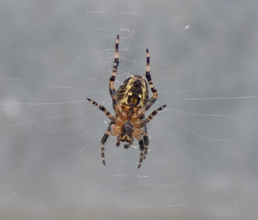 Spinne – Hans Ejvind Nissen