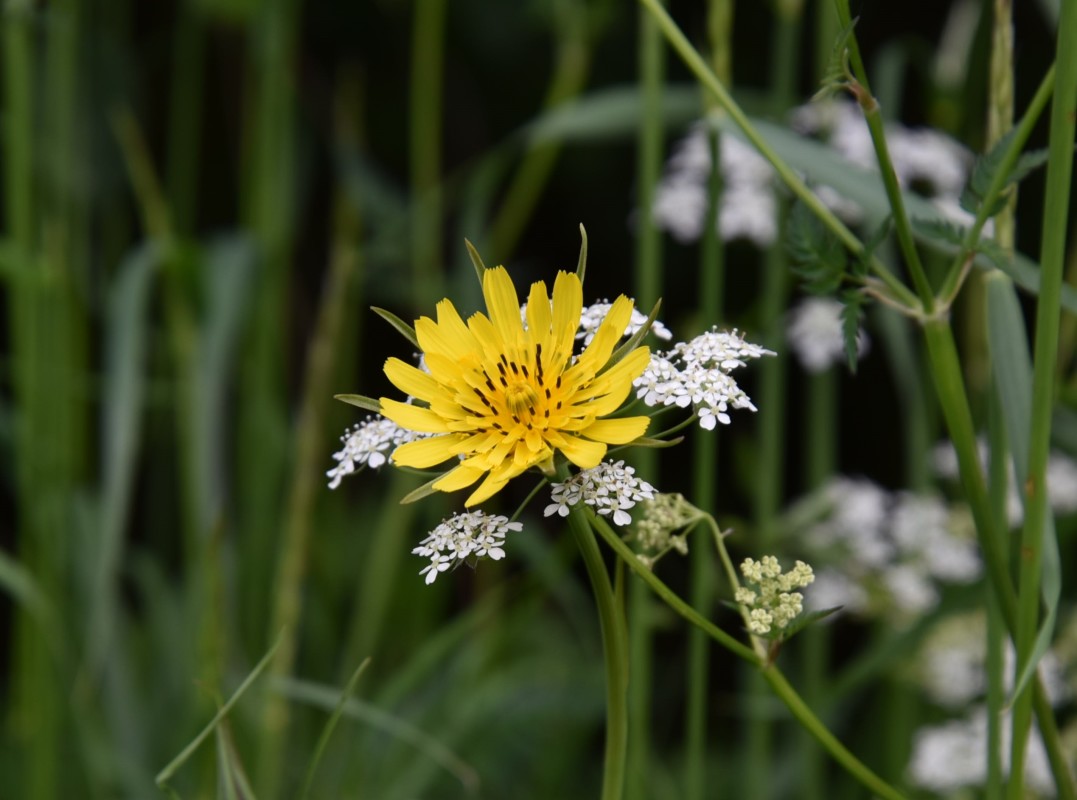 DSC_5818 – Hans Ejvind Nissen