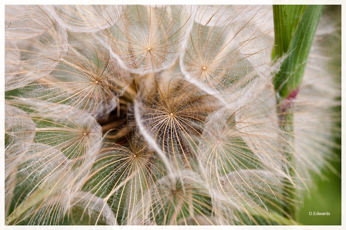 _MG_9800 – Derek Edwards