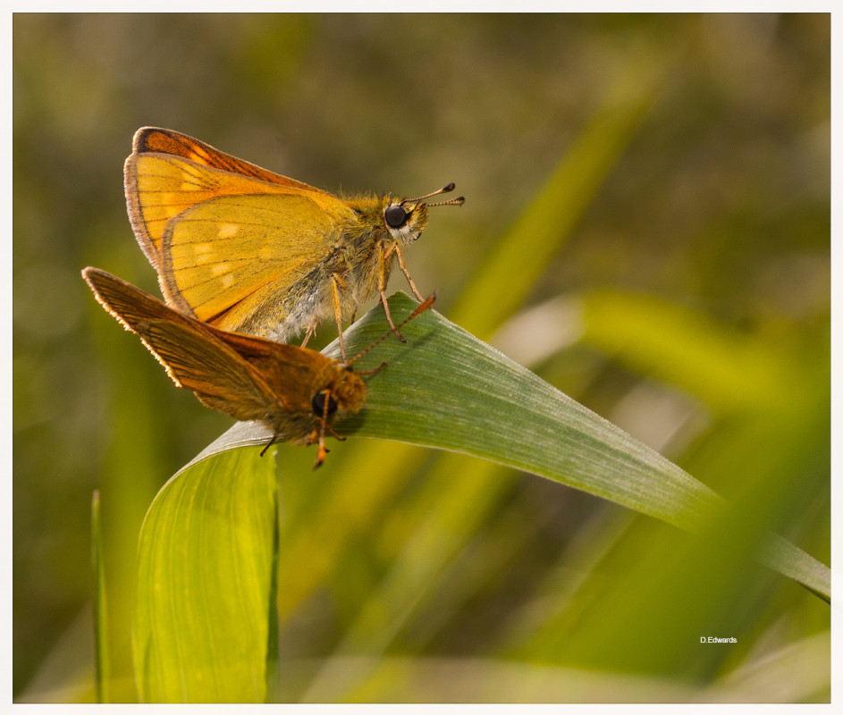 _MG_9777 – Derek Edwards