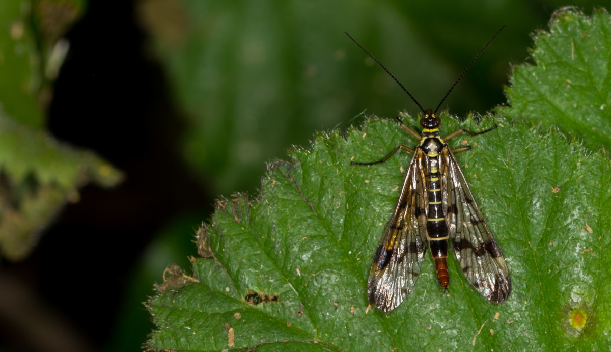 Lille flyvemaskine – Jessie Brodersen