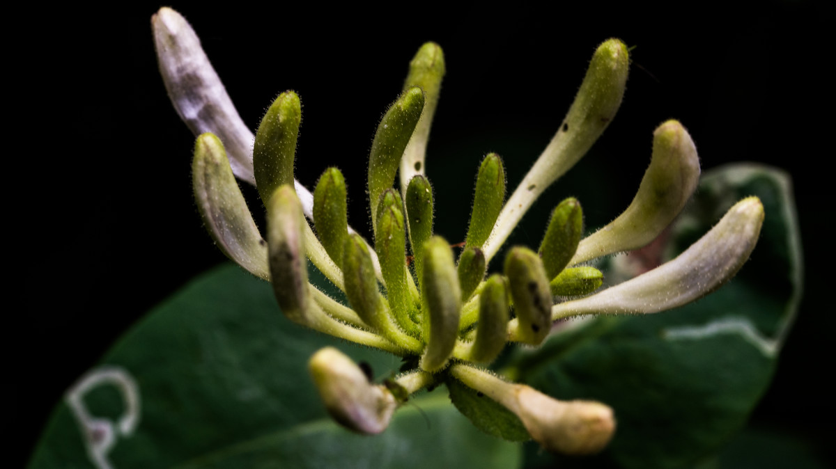 Dejlige blomster – Jessie Brodersen