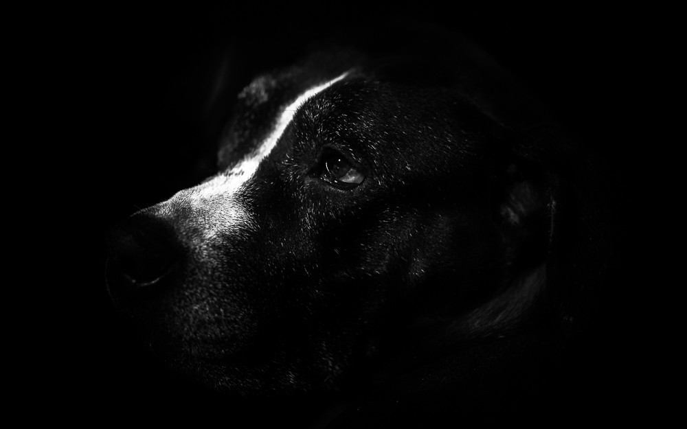 Portrait Kaiser -1 – Stefano Livi