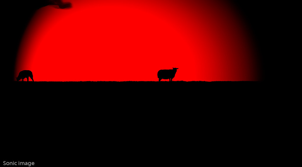 We are not sheeps -1 – Stefano Livi
