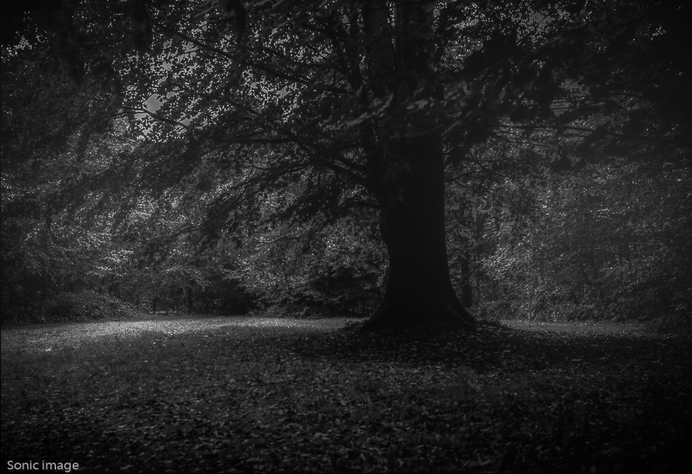 tree of life -1 – Stefano Livi
