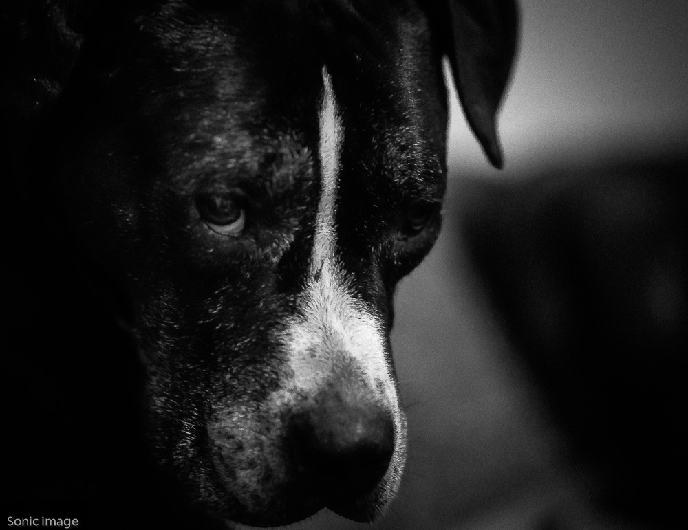 Portrait of Kaiser -1 – Stefano Livi