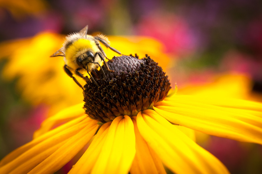 Yellow with yellow – Thomas Eckhoff-Nissen
