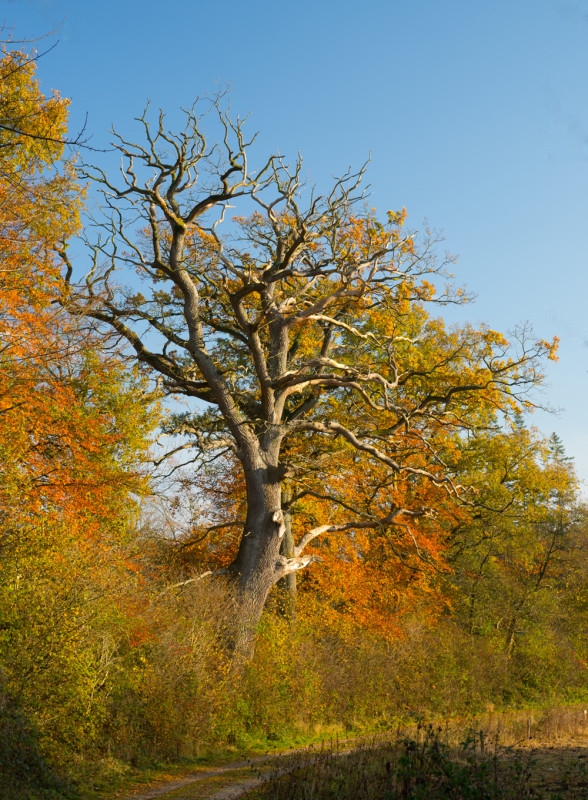 Oak tree – Peter R. Larsen 