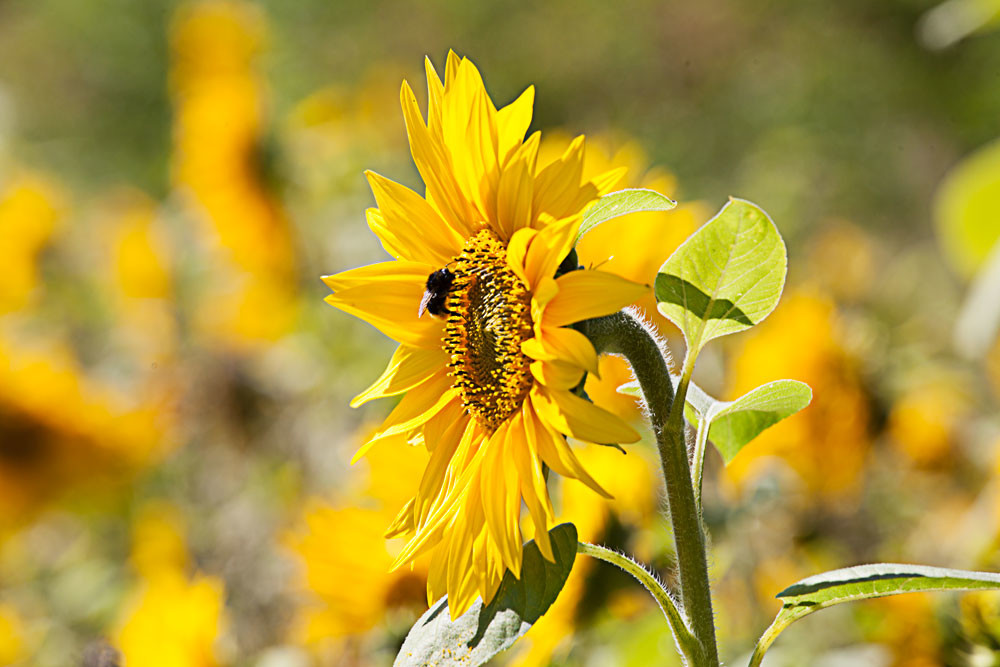 Solens blomst – Hella Jungquist