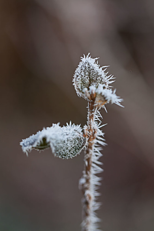 Frostkrystaller – Hella Jungquist